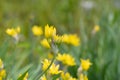 Yellow garlic Allium moly Jeannine, flowering plants Royalty Free Stock Photo
